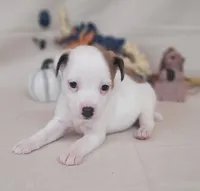 CKC Nova JRT Purebred *Delivery*, a female Jack Russell Terrier for sale in Laurel, IN – 3 of 6