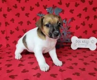 Roxi CKC female Delivery available , a female Jack Russell Terrier for sale in Laurel, IN – 1 of 8
