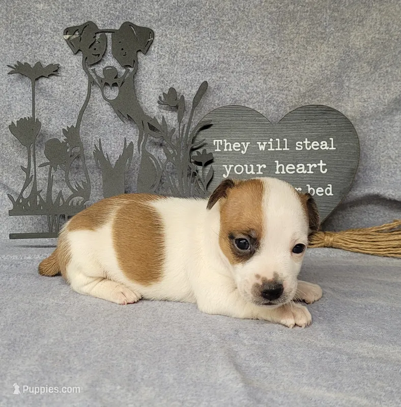 Jax purebred *Delivery available* – Jack Russell Terrier puppy for sale in Laurel, IN