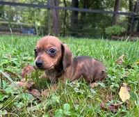AKC Wynona *Delivery Available*, a female Miniature Dachshund for sale in Laurel, IN – 6 of 8