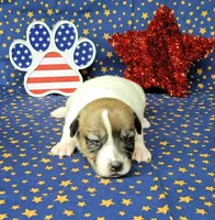 Pringle female *delivery available*, a female Jack Russell Terrier for sale in Laurel, IN – 6 of 7
