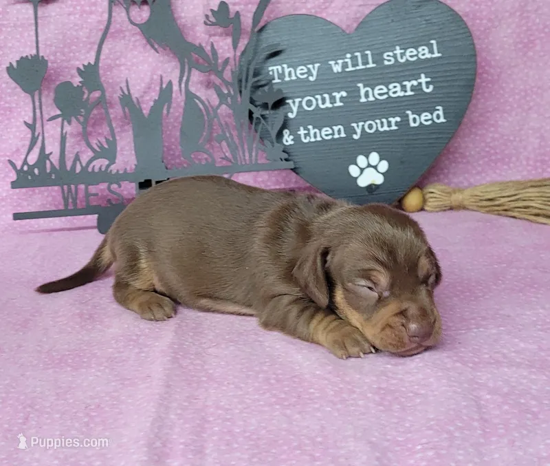 Cora AKC *Delivery* – Miniature Dachshund puppy for sale in Laurel, IN