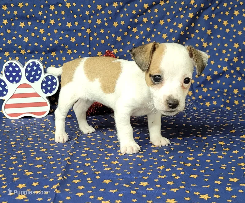 Jinx purebred JRT  – Jack Russell Terrier puppy for sale in Laurel, IN