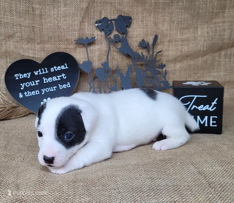 Prince CKC Registered  purebred  – Jack Russell Terrier puppy for sale in Laurel, IN