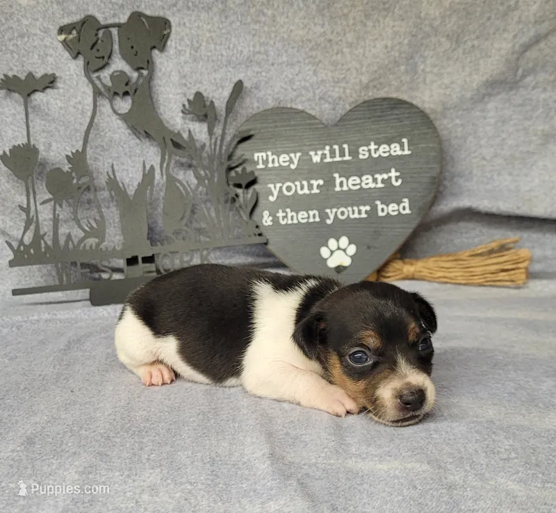 Romeo purebred JRT – Jack Russell Terrier puppy for sale in Laurel, IN