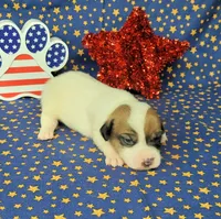 CKC Pax *Delivery available*, a male Jack Russell Terrier for sale in Laurel, IN – 6 of 7