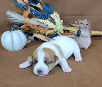 Tonka rough coat male JRT, a male Jack Russell Terrier for sale in Laurel, IN – 3 of 7