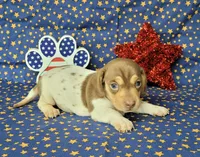 Chloe AKC purebred *Delivery*, a female Miniature Dachshund for sale in Laurel, IN – 2 of 5