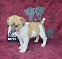 Rebel *Delivery available*, a male Jack Russell Terrier for sale in Laurel, IN – 3 of 6