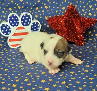 Percy CKC delivery available , a male Jack Russell Terrier for sale in Laurel, IN – 6 of 7