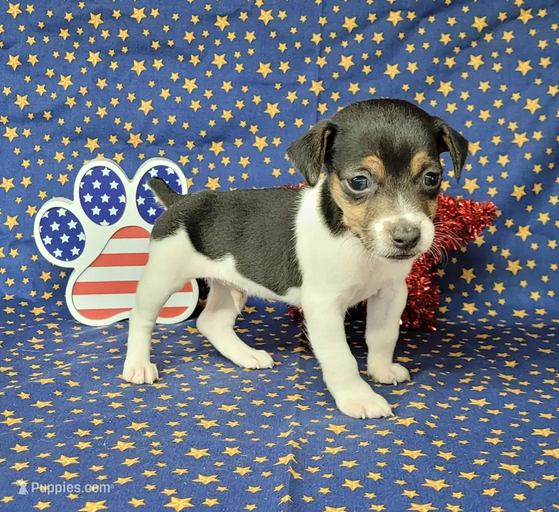 Romeo purebred JRT – Jack Russell Terrier puppy for sale in Laurel, IN