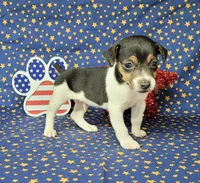 Romeo purebred JRT, a male Jack Russell Terrier for sale in Laurel, IN – 1 of 4