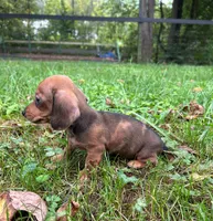 AKC Wynona *Delivery Available*, a female Miniature Dachshund for sale in Laurel, IN – 2 of 8