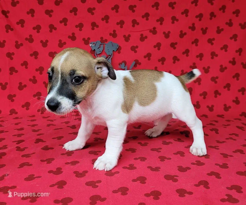 "Pyro" CKC Registered male – Jack Russell Terrier puppy for sale in Laurel, IN
