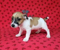 "Pyro" CKC Registered male, a male Jack Russell Terrier for sale in Laurel, IN – 1 of 5