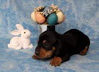 Saul AKC Reg, a male Miniature Dachshund for sale in Laurel, IN – Photo 2 of 6