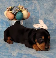 Saul AKC Reg, a male Miniature Dachshund for sale in Laurel, IN – Photo 4 of 6