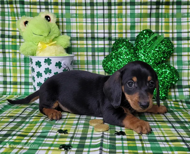 Saul AKC Reg – Miniature Dachshund puppy for sale in Laurel, IN