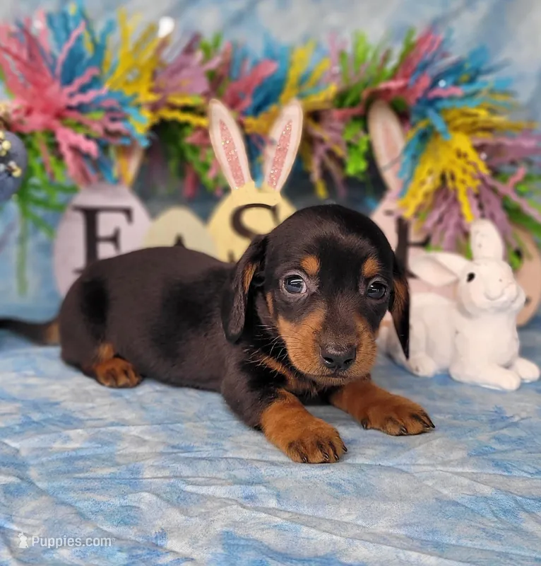 Saul AKC Reg – Miniature Dachshund puppy for sale in Laurel, IN