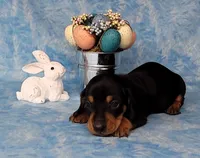 Saul AKC Reg, a male Miniature Dachshund for sale in Laurel, IN – Photo 5 of 6