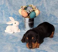 Saul AKC Reg, a male Miniature Dachshund for sale in Laurel, IN – Photo 3 of 6