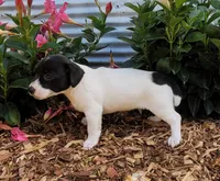 Pebbles Ready NOW, a female Jack Russell Terrier for sale in Laurel, IN – 6 of 6