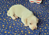 AKC Laci Cream female, a female Miniature Dachshund for sale in Laurel, IN – 4 of 8