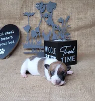 Rebel *Delivery available*, a male Jack Russell Terrier for sale in Laurel, IN – 6 of 8