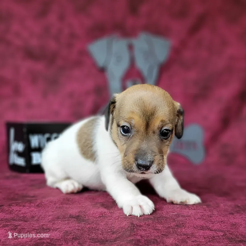 CKC "Puck" – Jack Russell Terrier puppy for sale in Laurel, IN
