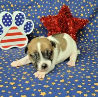 "Pyro" CKC Registered male, a male Jack Russell Terrier for sale in Laurel, IN – 4 of 8