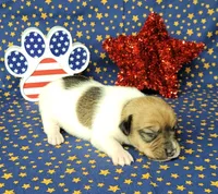 CKC "Puck", a male Jack Russell Terrier for sale in Laurel, IN – 5 of 6