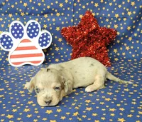 AKC Lexi Dapple female, a female Miniature Dachshund for sale in Laurel, IN – 5 of 6