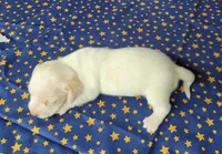 AKC Laci Cream female, a female Miniature Dachshund for sale in Laurel, IN – 6 of 8