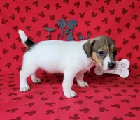 Pringle female *delivery available*, a female Jack Russell Terrier for sale in Laurel, IN – 1 of 10