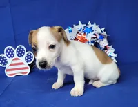 Jax purebred *Delivery available*, a male Jack Russell Terrier for sale in Laurel, IN – 5 of 6