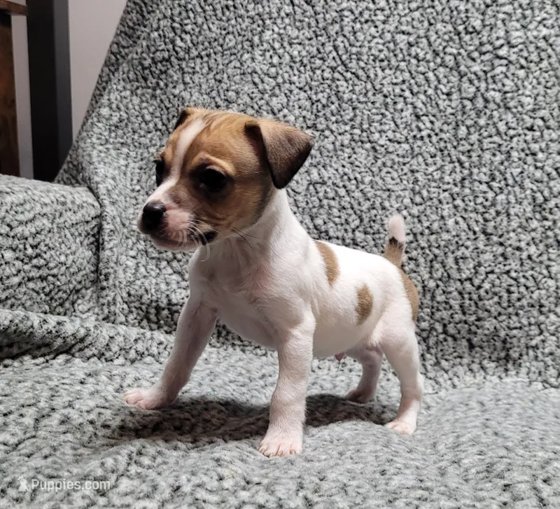 Westfork's "TORQ" purebred JRT