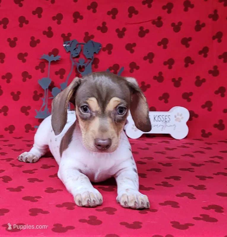 Chloe AKC purebred *Delivery* – Miniature Dachshund puppy for sale in Laurel, IN