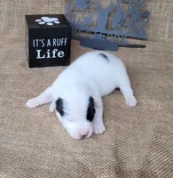 Prince CKC Registered  purebred , a male Jack Russell Terrier for sale in Laurel, IN – 6 of 7
