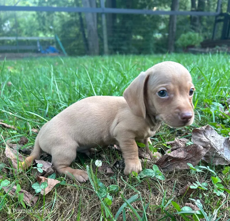 AKC Willie *Delivery Available* – Miniature Dachshund puppy for sale in Laurel, IN