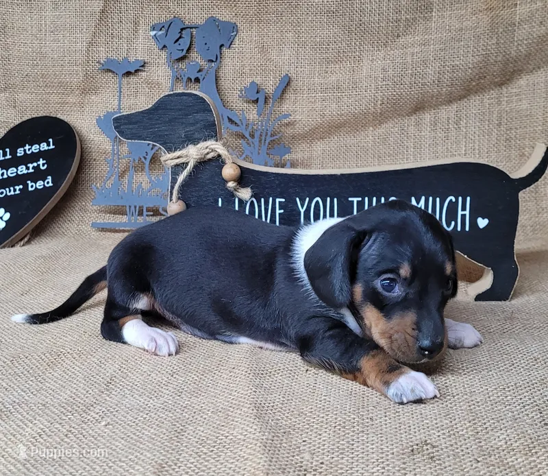 Sofie AKC female – Miniature Dachshund puppy for sale in Laurel, IN