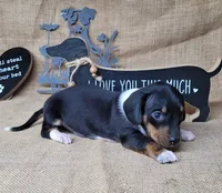 Sofie AKC female, a female Miniature Dachshund for sale in Laurel, IN – 1 of 5