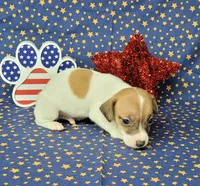 Racer CKC purebred *Delivery*, a male Jack Russell Terrier for sale in Laurel, IN – 2 of 5
