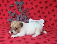 CKC Tina Delivery Available , a female Jack Russell Terrier for sale in Laurel, IN – 4 of 5