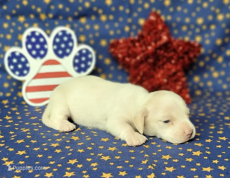 AKC Laci Cream female – Miniature Dachshund puppy for sale in Laurel, IN