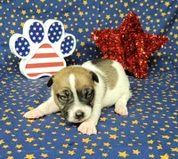 "Pyro" CKC Registered male, a male Jack Russell Terrier for sale in Laurel, IN – 8 of 8