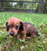 AKC Wynona *Delivery Available*, a female Miniature Dachshund for sale in Laurel, IN – 3 of 8