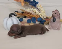 AKC Herman delivery available , a male Miniature Dachshund for sale in Laurel, IN – 3 of 4