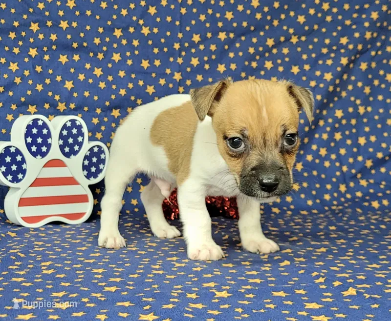 Jude purebred JRT – Jack Russell Terrier puppy for sale in Laurel, IN