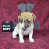 Rebel *Delivery available*, a male Jack Russell Terrier for sale in Laurel, IN – 2 of 6