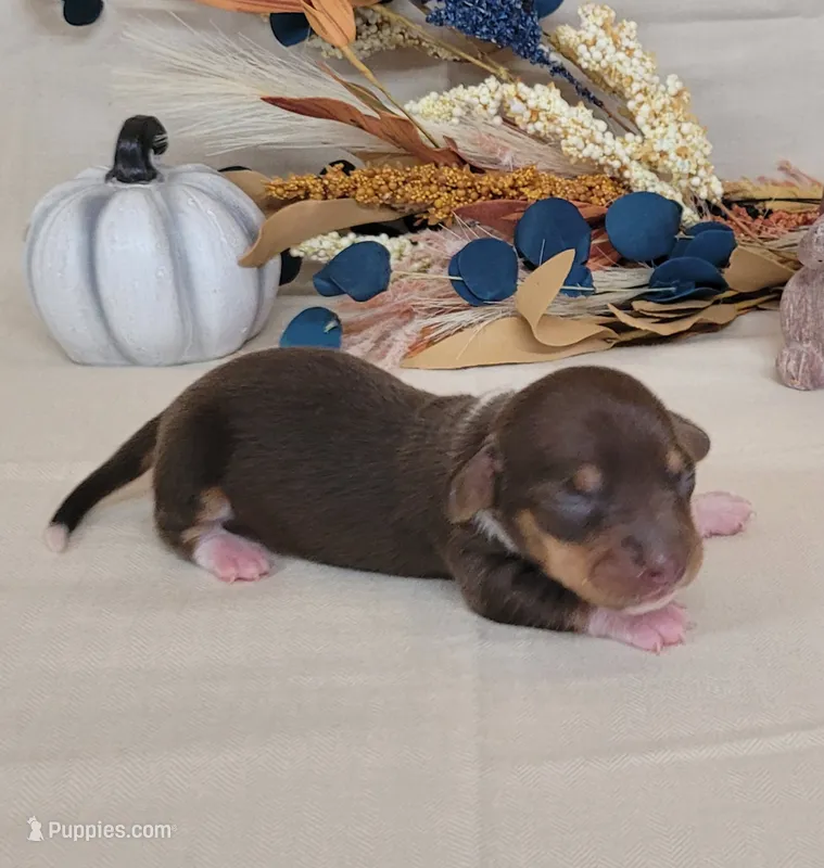 AKC Harriet purebred Miniature Dachshund  – Miniature Dachshund puppy for sale in Laurel, IN